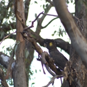 Zanda funerea at Hawker, ACT - 3 Jan 2022