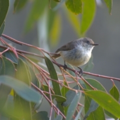 Acanthiza reguloides (Buff-rumped Thornbill) at The Pinnacle - 3 Jan 2022 by Amy