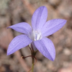 Wahlenbergia capillaris (Tufted Bluebell) at Mullion, NSW - 3 Jan 2022 by drakes