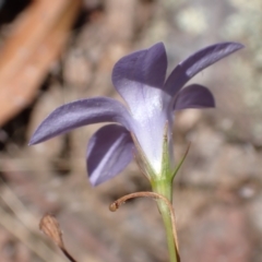 Wahlenbergia capillaris at Mullion, NSW - 3 Jan 2022