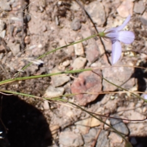 Wahlenbergia capillaris at Mullion, NSW - 3 Jan 2022 11:01 AM