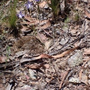 Wahlenbergia capillaris at Mullion, NSW - 3 Jan 2022 11:01 AM