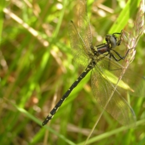 Eusynthemis brevistyla at Cotter River, ACT - 3 Jan 2022