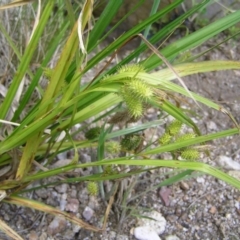 Carex fascicularis (Tassel Sedge) at Cotter River, ACT - 3 Jan 2022 by MatthewFrawley