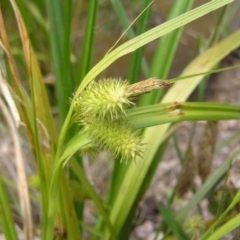 Carex fascicularis at Cotter River, ACT - 3 Jan 2022 12:26 PM