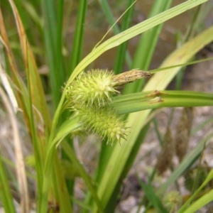 Carex fascicularis at Cotter River, ACT - 3 Jan 2022