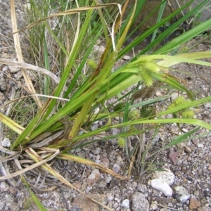 Carex fascicularis at Cotter River, ACT - 3 Jan 2022