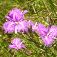 Thysanotus tuberosus subsp. tuberosus (Common Fringe-lily) at Namadgi National Park - 3 Jan 2022 by MatthewFrawley