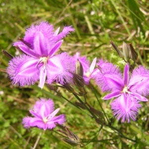 Thysanotus tuberosus subsp. tuberosus at Cotter River, ACT - 3 Jan 2022