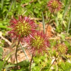 Acaena novae-zelandiae (Bidgee Widgee) at Gibraltar Pines - 3 Jan 2022 by MatthewFrawley