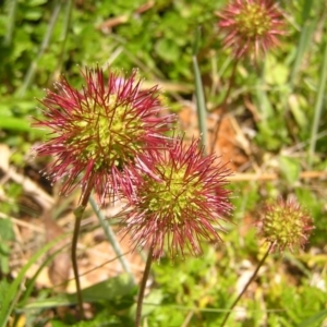 Acaena novae-zelandiae at Paddys River, ACT - 3 Jan 2022