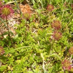 Acaena novae-zelandiae at Paddys River, ACT - 3 Jan 2022