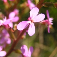 Stylidium armeria subsp. armeria (Trigger Plant) at Paddys River, ACT - 3 Jan 2022 by MatthewFrawley