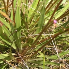 Stylidium armeria subsp. armeria at Paddys River, ACT - 3 Jan 2022 01:18 PM