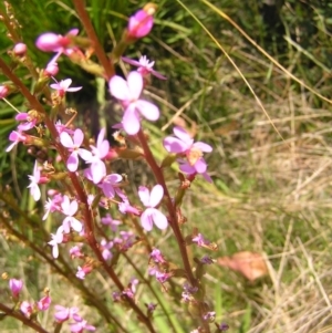 Stylidium armeria subsp. armeria at Paddys River, ACT - 3 Jan 2022 01:18 PM