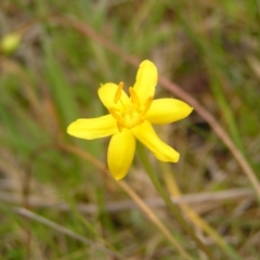 Hypoxis hygrometrica (Golden Weather-grass) at Gibraltar Pines - 3 Jan 2022 by MatthewFrawley