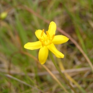 Hypoxis hygrometrica at Paddys River, ACT - 3 Jan 2022