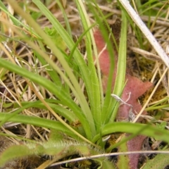 Hypoxis hygrometrica at Paddys River, ACT - 3 Jan 2022