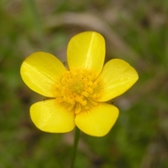 Ranunculus lappaceus (Australian Buttercup) at Paddys River, ACT - 3 Jan 2022 by MatthewFrawley