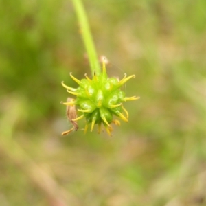 Ranunculus lappaceus at Paddys River, ACT - 3 Jan 2022