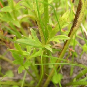 Ranunculus lappaceus at Paddys River, ACT - 3 Jan 2022