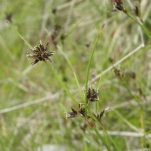 Schoenus apogon at Paddys River, ACT - 3 Jan 2022