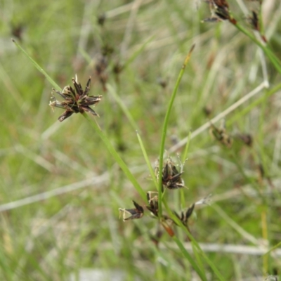 Schoenus apogon (Common Bog Sedge) at Paddys River, ACT - 3 Jan 2022 by MatthewFrawley