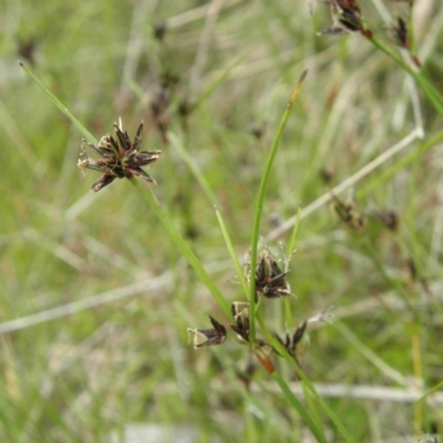 Schoenus apogon (Common Bog Sedge) at Paddys River, ACT - 3 Jan 2022 by MatthewFrawley