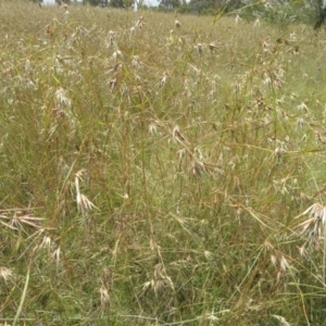 Themeda triandra at Paddys River, ACT - 3 Jan 2022 02:12 PM