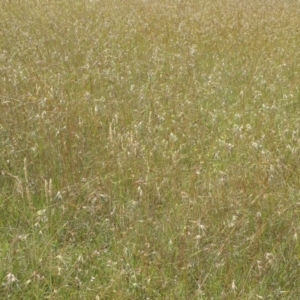 Themeda triandra at Paddys River, ACT - 3 Jan 2022 02:12 PM