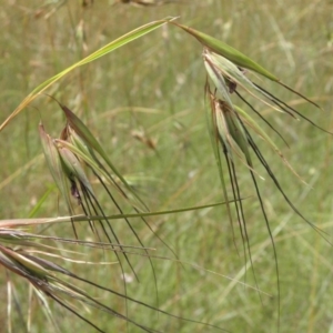 Themeda triandra at Paddys River, ACT - 3 Jan 2022 02:12 PM