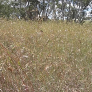 Themeda triandra at Paddys River, ACT - 3 Jan 2022 02:12 PM