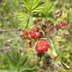Rubus parvifolius at Paddys River, ACT - 3 Jan 2022