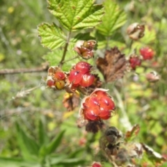Rubus parvifolius (Native Raspberry) at Paddys River, ACT - 3 Jan 2022 by MatthewFrawley