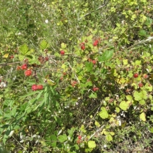Rubus parvifolius at Paddys River, ACT - 3 Jan 2022