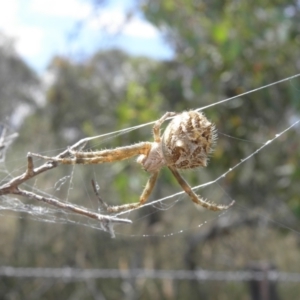 Backobourkia sp. (genus) at Paddys River, ACT - 3 Jan 2022