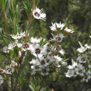 Kunzea ericoides at Paddys River, ACT - 3 Jan 2022