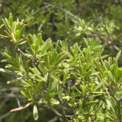 Kunzea ericoides at Paddys River, ACT - 3 Jan 2022