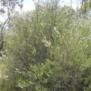 Kunzea ericoides at Paddys River, ACT - 3 Jan 2022
