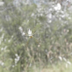 Leucauge dromedaria at Paddys River, ACT - 3 Jan 2022 02:17 PM