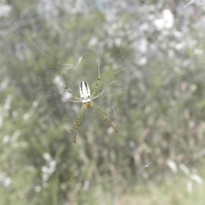 Leucauge dromedaria at Paddys River, ACT - 3 Jan 2022
