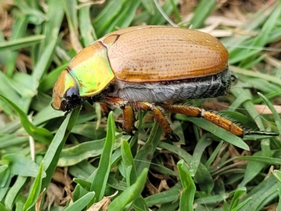 Anoplognathus brunnipennis (Green-tailed Christmas beetle) at Wollondilly Local Government Area - 5 Jan 2022 by trevorpreston