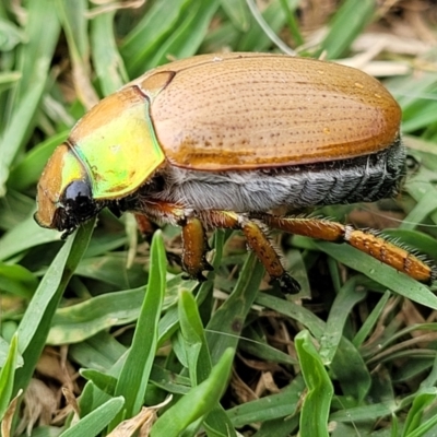 Anoplognathus brunnipennis (Green-tailed Christmas beetle) at Pheasants Nest, NSW - 4 Jan 2022 by trevorpreston