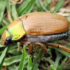 Anoplognathus brunnipennis at Wollondilly Local Government Area - 5 Jan 2022