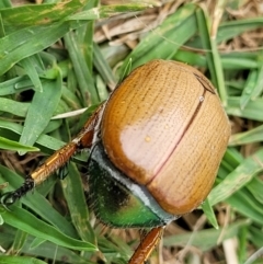 Anoplognathus brunnipennis at Wollondilly Local Government Area - 5 Jan 2022 10:23 AM