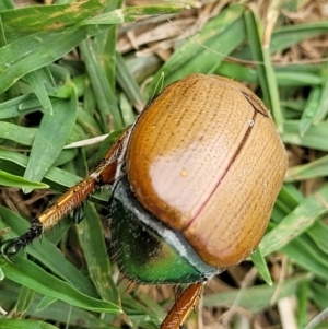 Anoplognathus brunnipennis at Wollondilly Local Government Area - 5 Jan 2022 10:23 AM