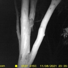 Trichosurus vulpecula (Common Brushtail Possum) at Thurgoona, NSW - 8 Nov 2021 by DMeco