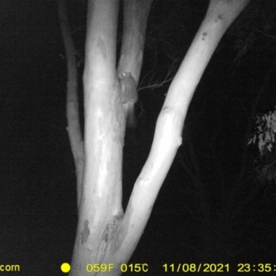 Trichosurus vulpecula (Common Brushtail Possum) at Albury - 8 Nov 2021 by DMeco