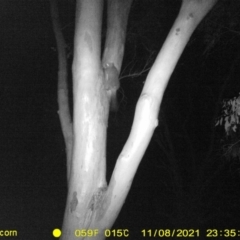 Trichosurus vulpecula (Common Brushtail Possum) at Monitoring Site 001 - Riparian - 8 Nov 2021 by DMeco