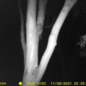 Trichosurus vulpecula (Common Brushtail Possum) at Thurgoona, NSW by DMeco